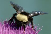 Close-Up of Bumble Bee