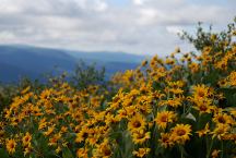 Flowers at Sugar Hill