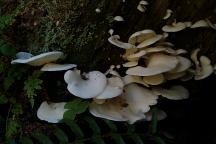 Mushrooms at Minnie Peterson Campground