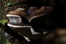 Mushrooms on Road 2220