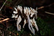 Mushrooms on Road 2220