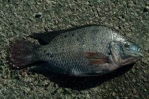 Fish on Hyder Road