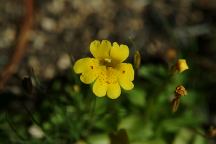 Flowers at Rock Creek