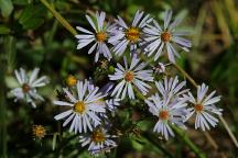 Flowers at Rock Creek