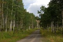 Aspen trees viewed from Road 110
