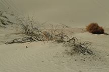 Sand Dunes on the Salton Sea