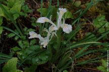 Wild Flowers