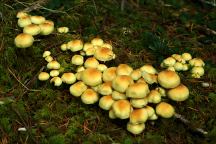 Mushrooms on Road 3680