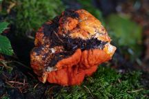 Mushroom at Hebo Lake