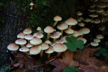 Road 56 Mushrooms
