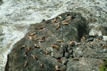 Sea Lions north from Florence