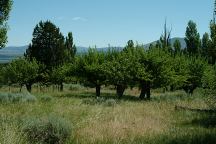 Julius and Sarah McCoin Orchard