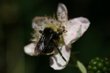 Bee gathering pollen at Chimney Flat