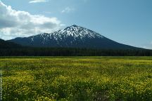 Mountain flowers and Mount Bachelor