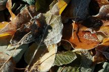Frost on the fallen leave