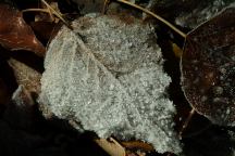 Frost on the fallen leave