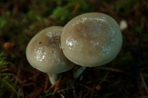 Mushrooms near Upper Lake Creek