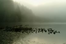 Fog from Upper Lake Creek Mill Pond