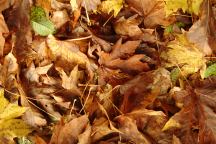 Photos of Leaves on the Ground