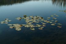 Lily pads on Twin Lakes