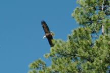 Bald Eagle at Wickiup Reservoir