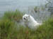 Everglades NP