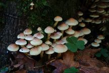 Siuslaw National Forest Mushrooms