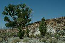 Tree at Chalfant Petroglyph Area