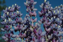 Flowers on Sherman Pass Road