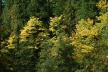 Autumn Colors on Quartzville Road