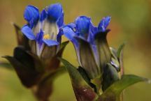 Grand Mesa National Forest Wildflowers