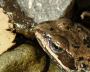 Frog Desktop Photo