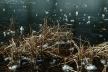 FROZEN LAKE WITH REEDS