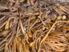 Seaweed